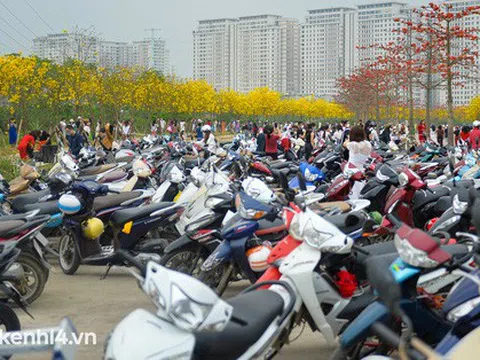 Đường hoa phong linh bỗng dưng hot nhất Hà Nội, dòng người kéo đến chụp ảnh khiến xe máy xếp hàng bạt ngàn