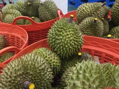 Sầu riêng tăng giá tiếp, thời hoàng kim sắp trở lại?