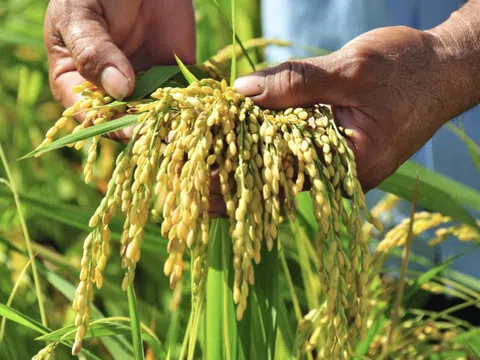 Thủ tướng yêu cầu lành mạnh hóa thị trường lúa gạo