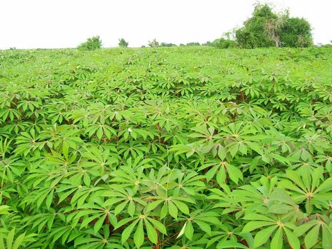 Nông sản từng xuất khẩu hơn 1 tỷ USD của Việt Nam rớt giá thấp nhất 10 năm, chưa đến 2.000 đồng/kg