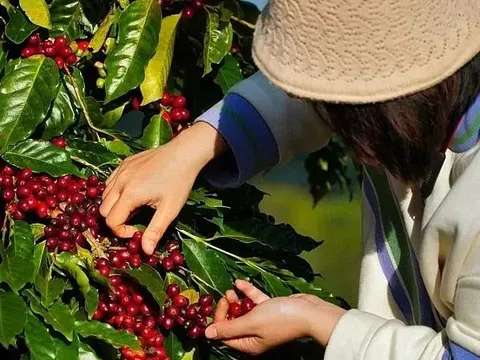 Xuất khẩu cà phê Việt Nam vượt 2,2 tỷ USD