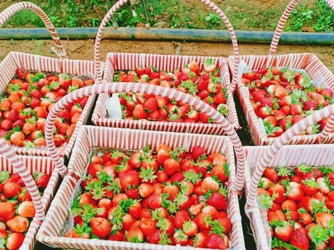Tỉnh lớn nhất miền Bắc vừa tiêu thụ 5.000 tấn loại quả 'nữ hoàng' này, thu 770 tỷ