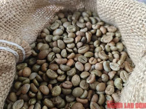 Giá cà phê trong nước phá kỷ lục, nông dân tiếp tục găm hàng