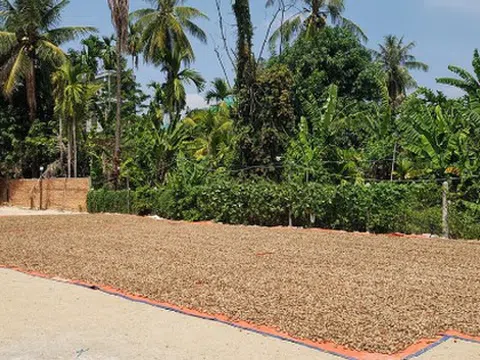 Mỹ, Hà Lan liên tục chốt đơn một loại sản vật đắt đỏ của Việt Nam: Tỉnh Bình Phước có diện tích bằng cả nước cộng lại