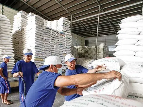 Giá lúa gạo biến động thất thường, Bộ Công Thương lập đoàn kiểm tra