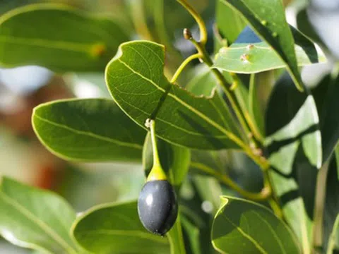 Một tỉnh Tây Bắc trồng 80.000 ha cây gia vị lâu đời nhất thế giới: Từ rễ đến lá đều hái ra tiền, Việt Nam thu hơn 800 tỷ đồng từ đầu năm