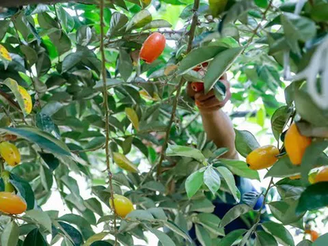 Thủ phủ nhót lớn nhất Hà Nội tất bật vào vụ