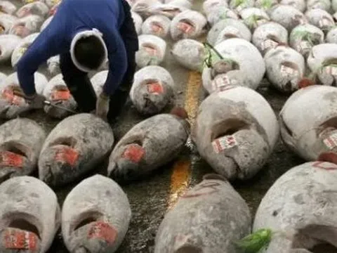 Sau sầu riêng, thêm một mặt hàng 'siêu thực phẩm' từ Việt Nam thành đối thủ lớn của Thái Lan - thu hơn 3.500 tỷ từ đầu năm