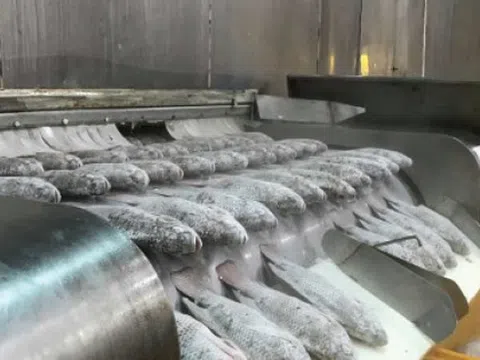 Sau cá tra và cá ngừ, một loại cá ngon bổ rẻ của Việt Nam được người Mỹ cực kỳ ưa chuộng: Xuất khẩu tăng 105% trong 2 tháng, nước ta sắp có lợi thế lớn so với ‘ông trùm’ Trung Quốc