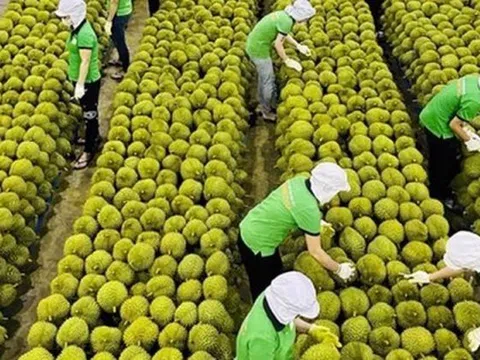 Lý do xuất khẩu rau quả Việt Nam vừa hụt thu hơn 2.800 tỷ đồng