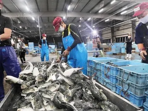 Áp thuế 46%: Hơn 37.000 tấn thủy sản Việt Nam đang trên đường sang Mỹ