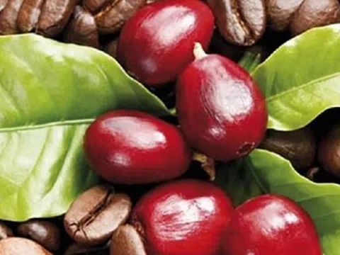 Giá cà phê hôm nay 5/4: Giảm mạnh ở cả trong nước và trên thế giới