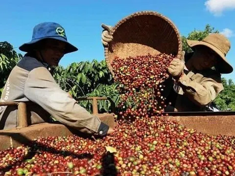 Giá cà phê, hồ tiêu 'rơi thẳng đứng' vì Mỹ áp thuế ồ ạt