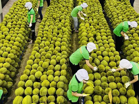 Mỹ công bố thuế đối ứng 46% với hàng hóa Việt Nam: 'xuất khẩu rau quả có khả năng ít bị ảnh hưởng'