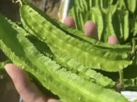 Thức ăn cho lợn bỗng hóa “vàng xanh”, giá gần 1 triệu/kg vẫn bán “cháy hàng”