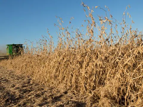 Áp thuế mạnh tay với nhiều quốc gia, Mỹ sắp đánh rơi một ‘mỏ vàng tỷ đô’ vào tay Brazil