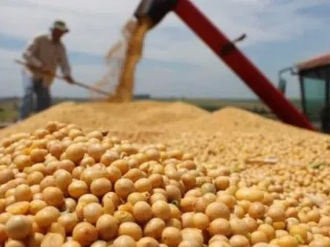 Hàng trăm nghìn tấn ‘hạt vàng’ từ Mỹ vừa đổ bộ Việt Nam giá siêu rẻ: Thuế nhập khẩu 0%, nước ta tiêu thụ đứng thứ 3 thế giới