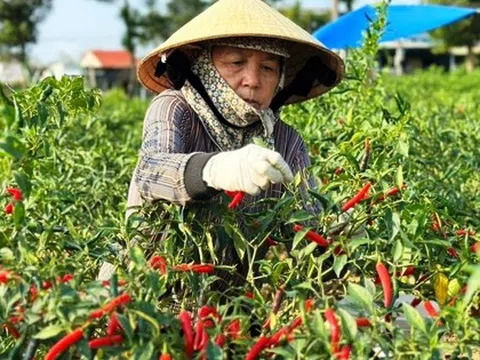 Thị trường Trung Quốc thu mua ớt ồ ạt, giá "nhảy múa"