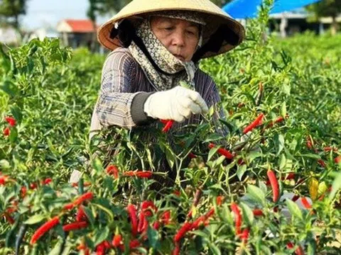 Nông dân miền Trung phấn khởi vì giá ớt cao kỷ lục