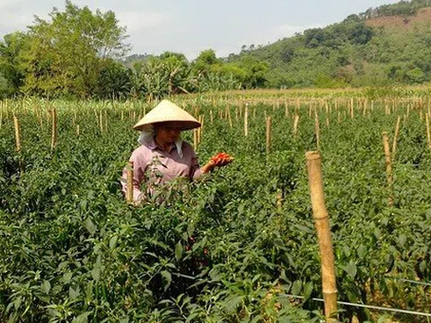 Giá ớt Việt Nam tăng gấp 10 lần vì Trung Quốc bất ngờ tiêu thụ mạnh