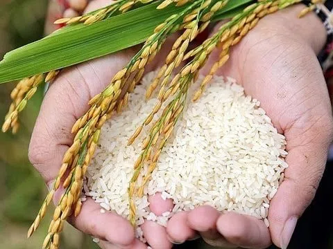 Doanh nghiệp kinh doanh lúa gạo báo lãi khủng sau khi tái cơ cấu