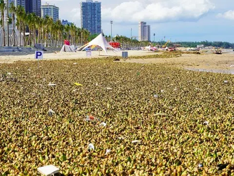 Bất ngờ với hình ảnh "chưa bao giờ thấy" ở biển Bãi Sau, TP Vũng Tàu