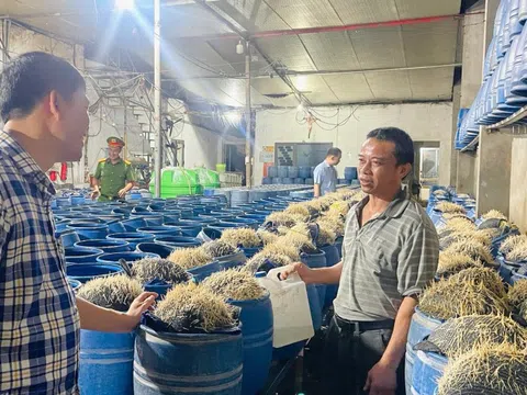 Lưu Văn Vẽ cấu kết với Tạ Văn Hải đưa 348 tấn giá đỗ độc hại ra thị trường: Chất cấm nào được sử dụng?