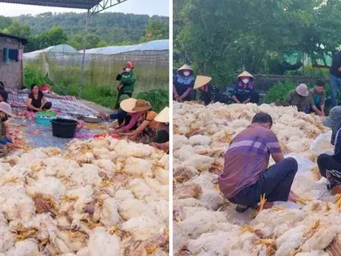 Hơn 10.000 con gà chết ngạt trước ngày xuất chuồng, chủ trang trại mất trắng tiền tỷ