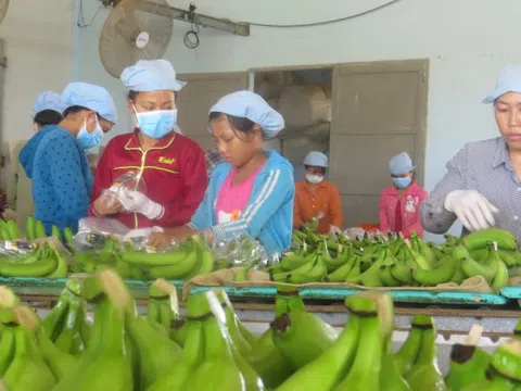 Sau sầu riêng, lộ diện 'át chủ bài’ của nông sản Việt