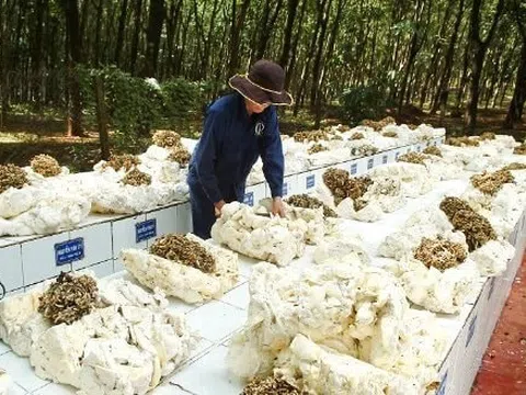 Vượt Trung Quốc, Hàn Quốc, hơn 300 nghìn tấn “vàng trắng” từ Campuchia ồ ạt vào Việt Nam
