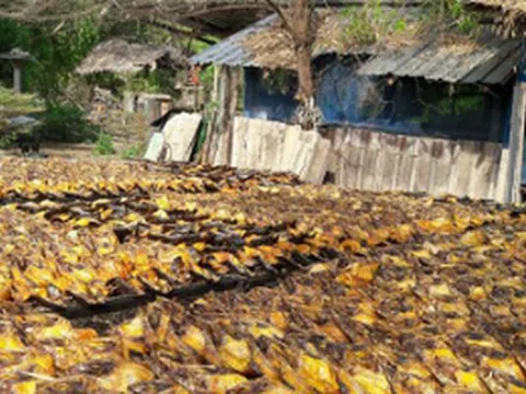 Một 'mỏ vàng' của Việt Nam được Trung Quốc, Mỹ đua nhau mua hàng: Chiếm 90% nguồn cung toàn cầu, cả thế giới nuôi nhưng chỉ nước ta tạo ra ngành công nghiệp