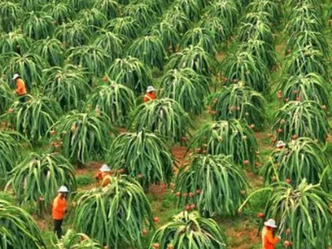 Không phải sầu riêng, một loại 'siêu trái cây' đang gặp khó tại Trung Quốc: Giá bất ngờ lao dốc 1 nửa, Việt Nam trồng nhiều nhất thế giới