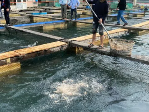 Kho báu ngầm của Việt Nam được Hàn Quốc, Thái Lan cực kỳ mê: Nửa năm thu hơn 300 triệu USD - Mỹ, Trung Quốc cũng liên tục chốt đơn